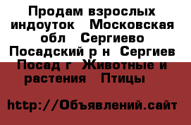 Продам взрослых индоуток - Московская обл., Сергиево-Посадский р-н, Сергиев Посад г. Животные и растения » Птицы   